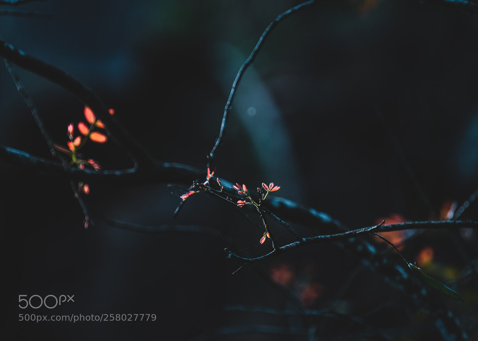 Sony a7R III sample photo. Youth photography