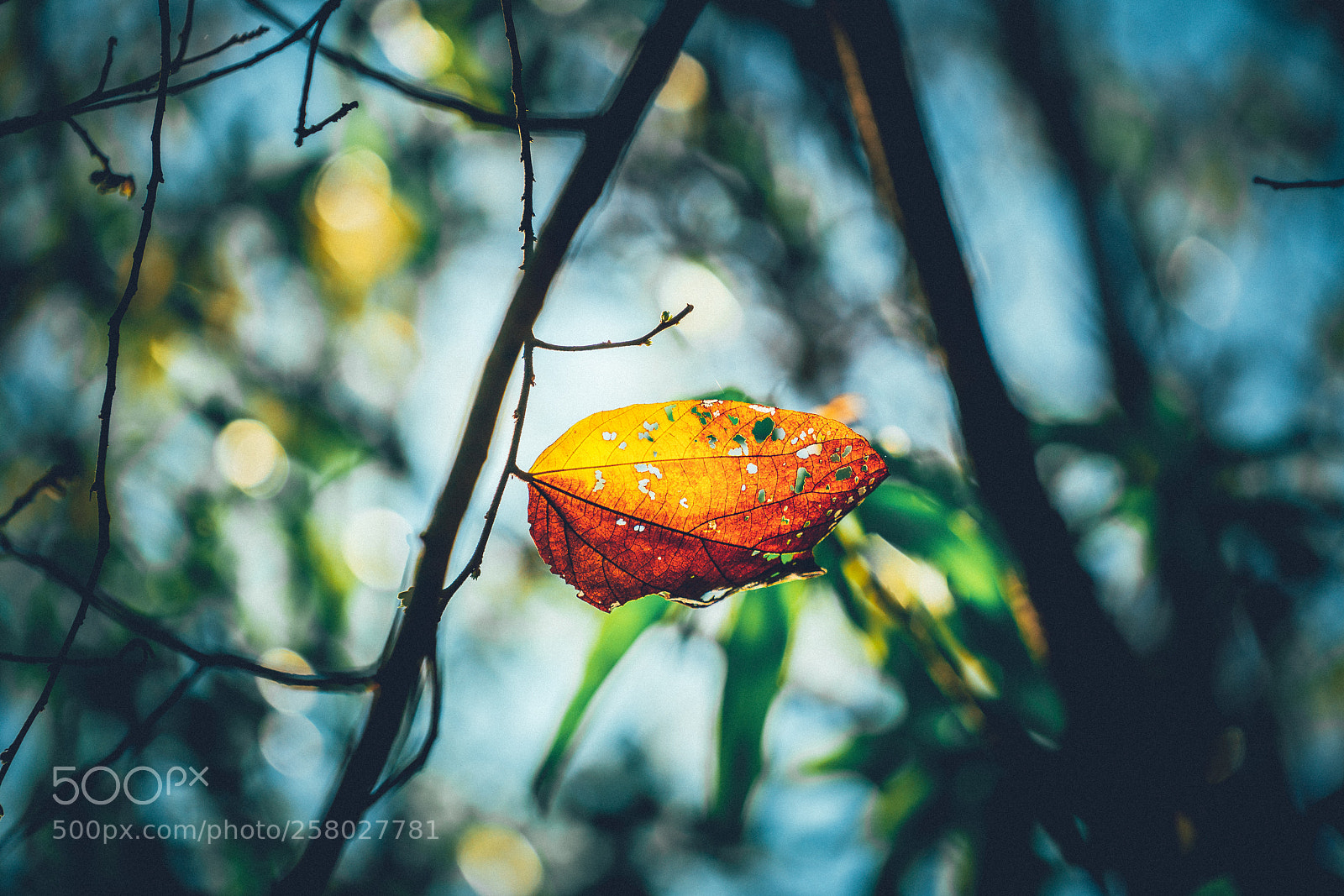 Sony a7R III sample photo. The last leaf photography