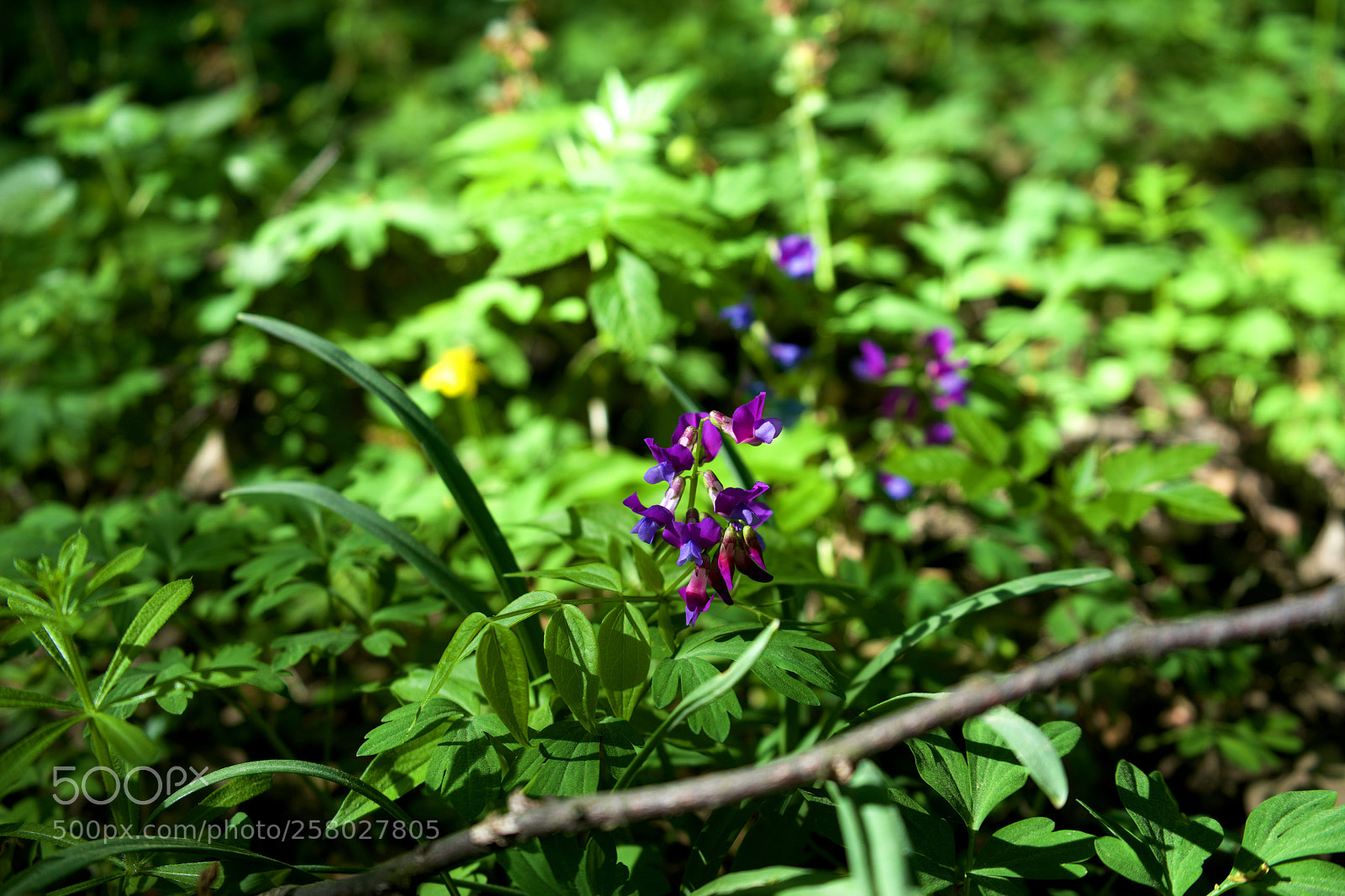 Sony a7 sample photo. Meadow lila flower photography