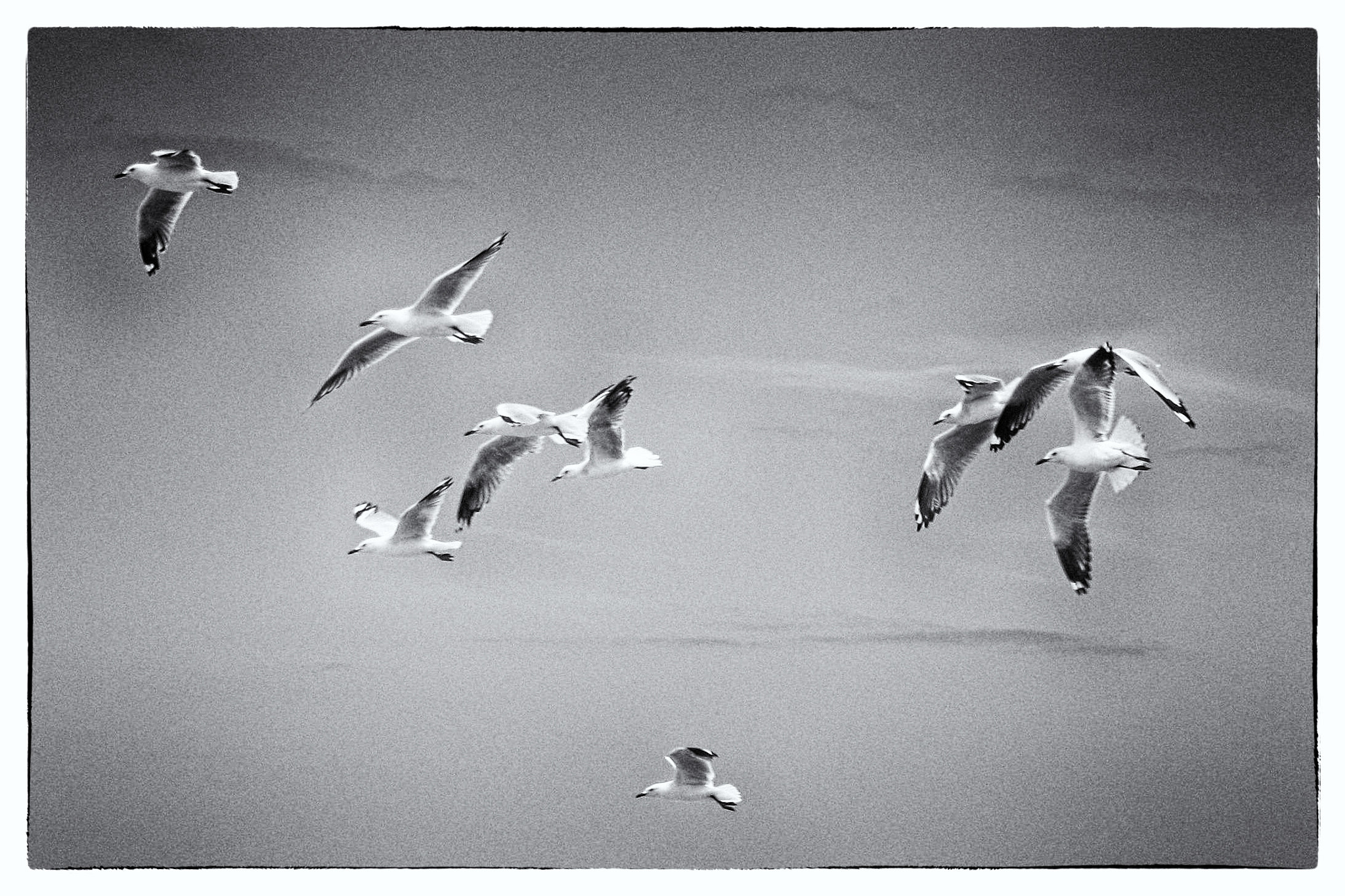 Canon PowerShot G10 sample photo. Free birds over geneva's lake photography