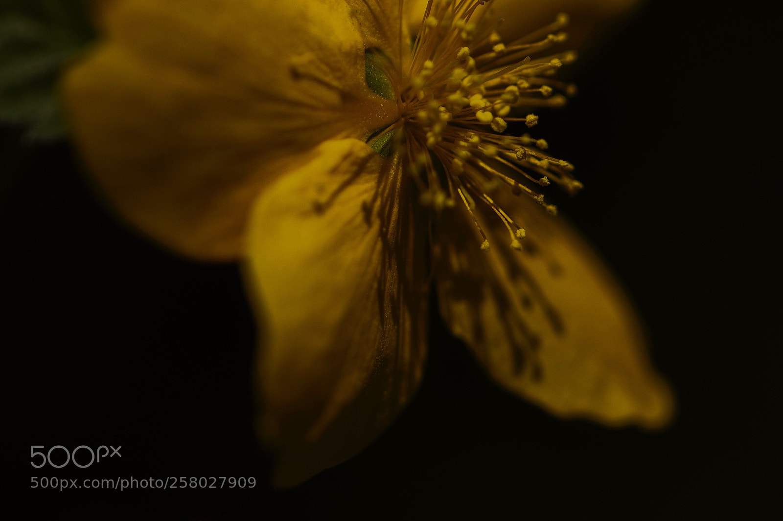 Canon EOS 6D sample photo. Yamabuki blossom photography
