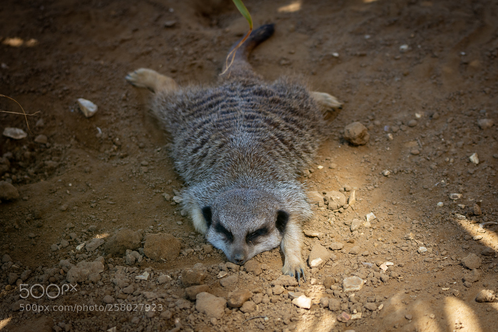 Nikon D7200 sample photo. Meerkat pancake photography