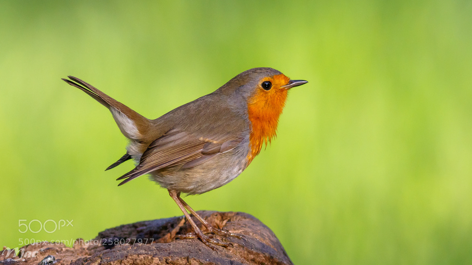 Canon EOS 7D Mark II sample photo. European robin-roodborst photography