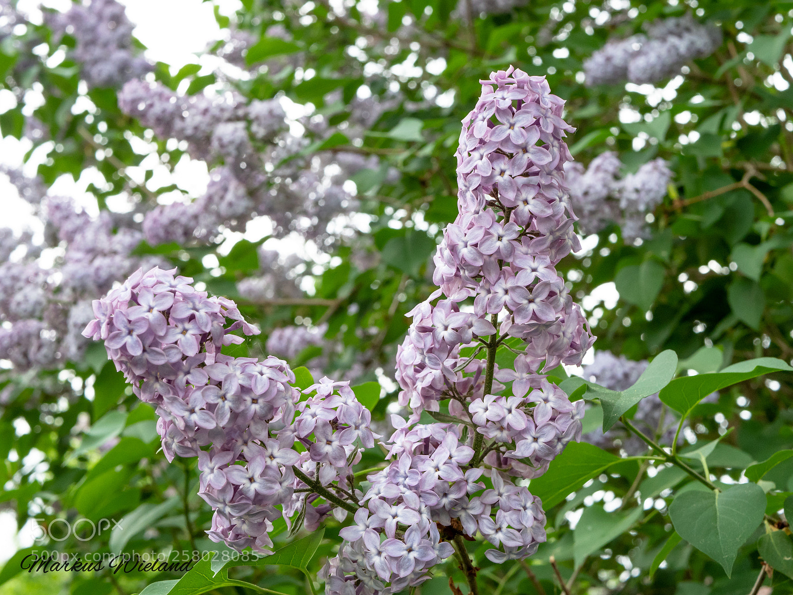 Panasonic Lumix DC-G9 sample photo. Blossom photography