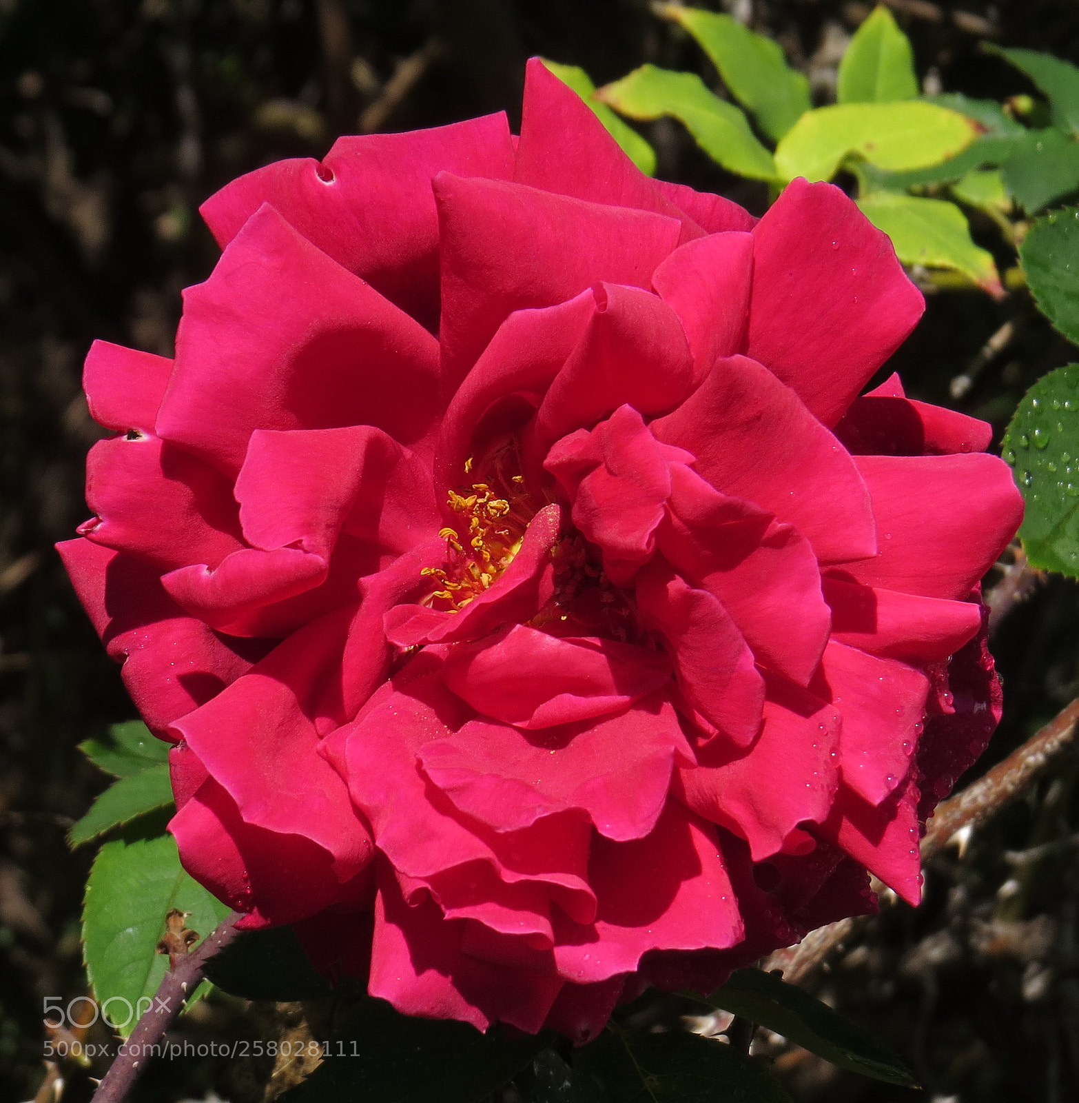 Canon PowerShot SX50 HS sample photo. A red rose photography