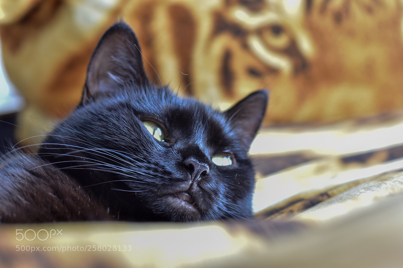 Nikon D5600 sample photo. Sometimes, life is rough... photography