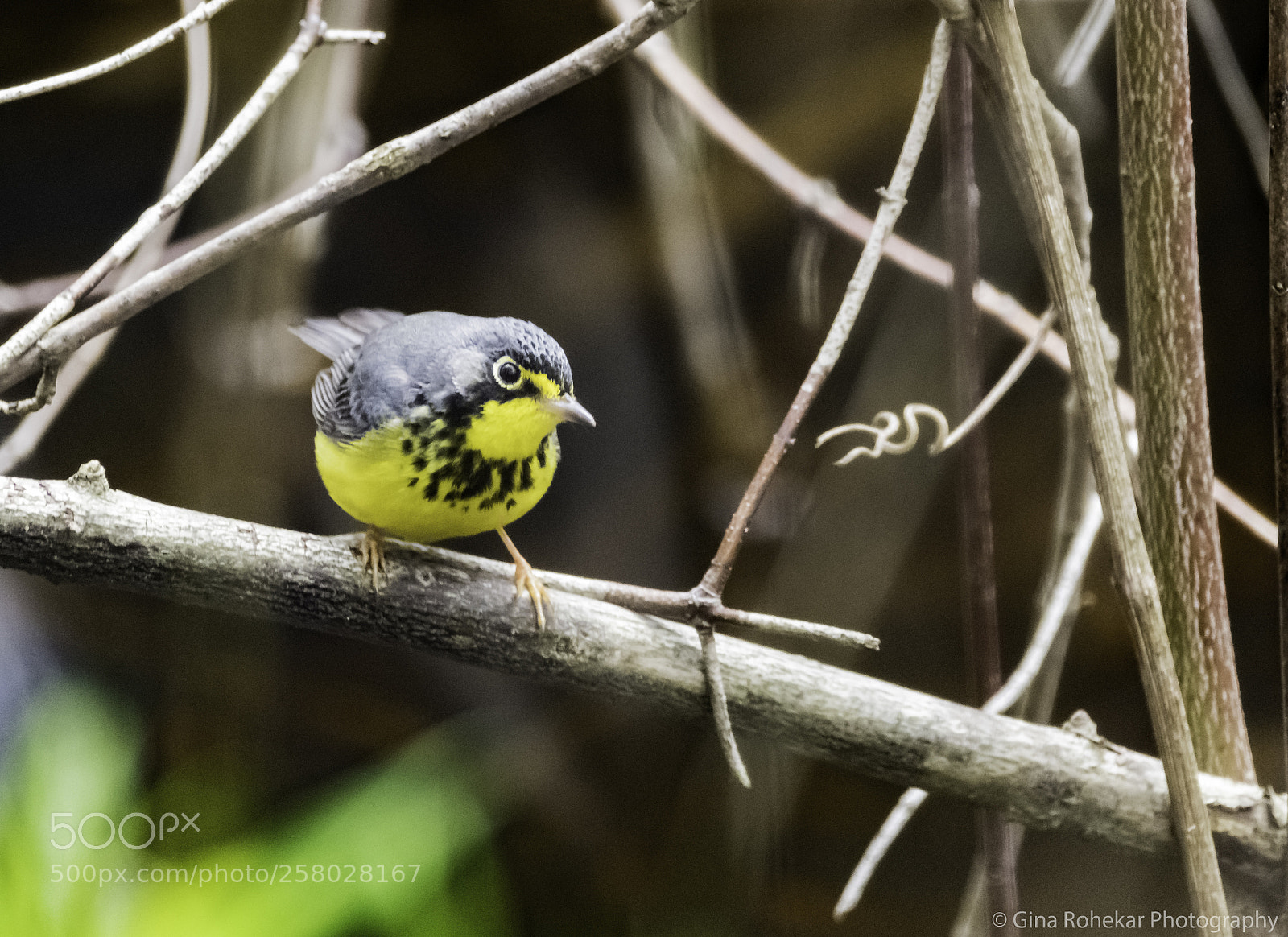 Nikon D850 sample photo. Canada warbler photography