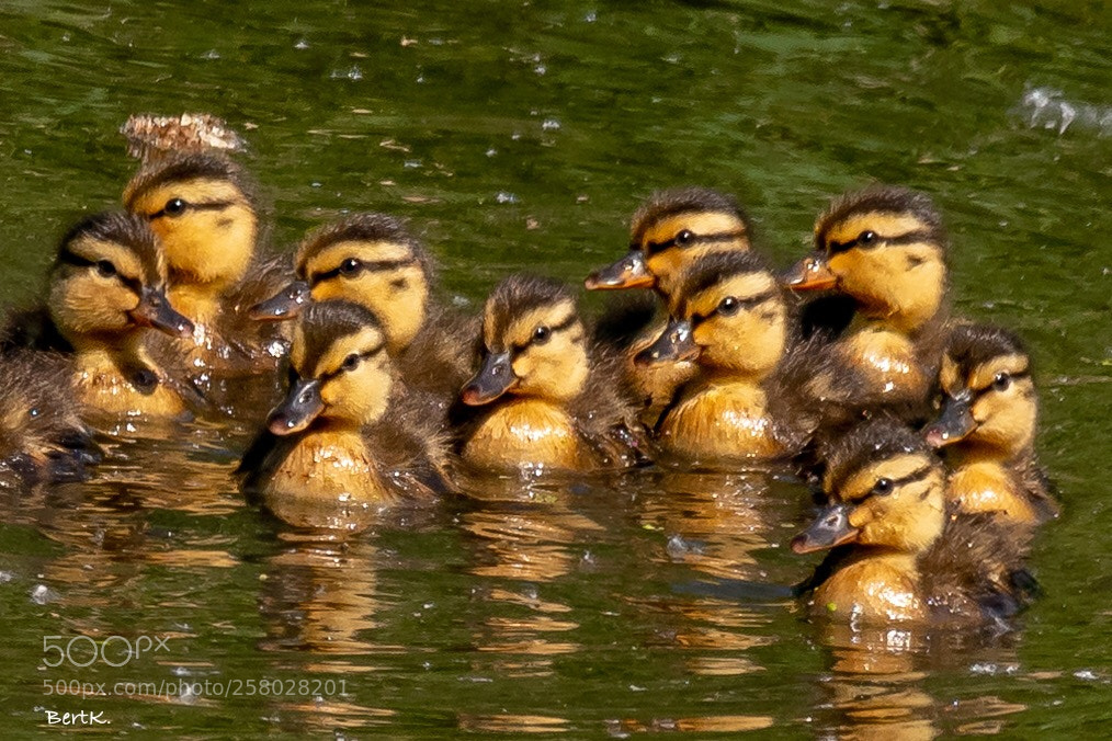 Nikon D500 sample photo. Ducklings photography