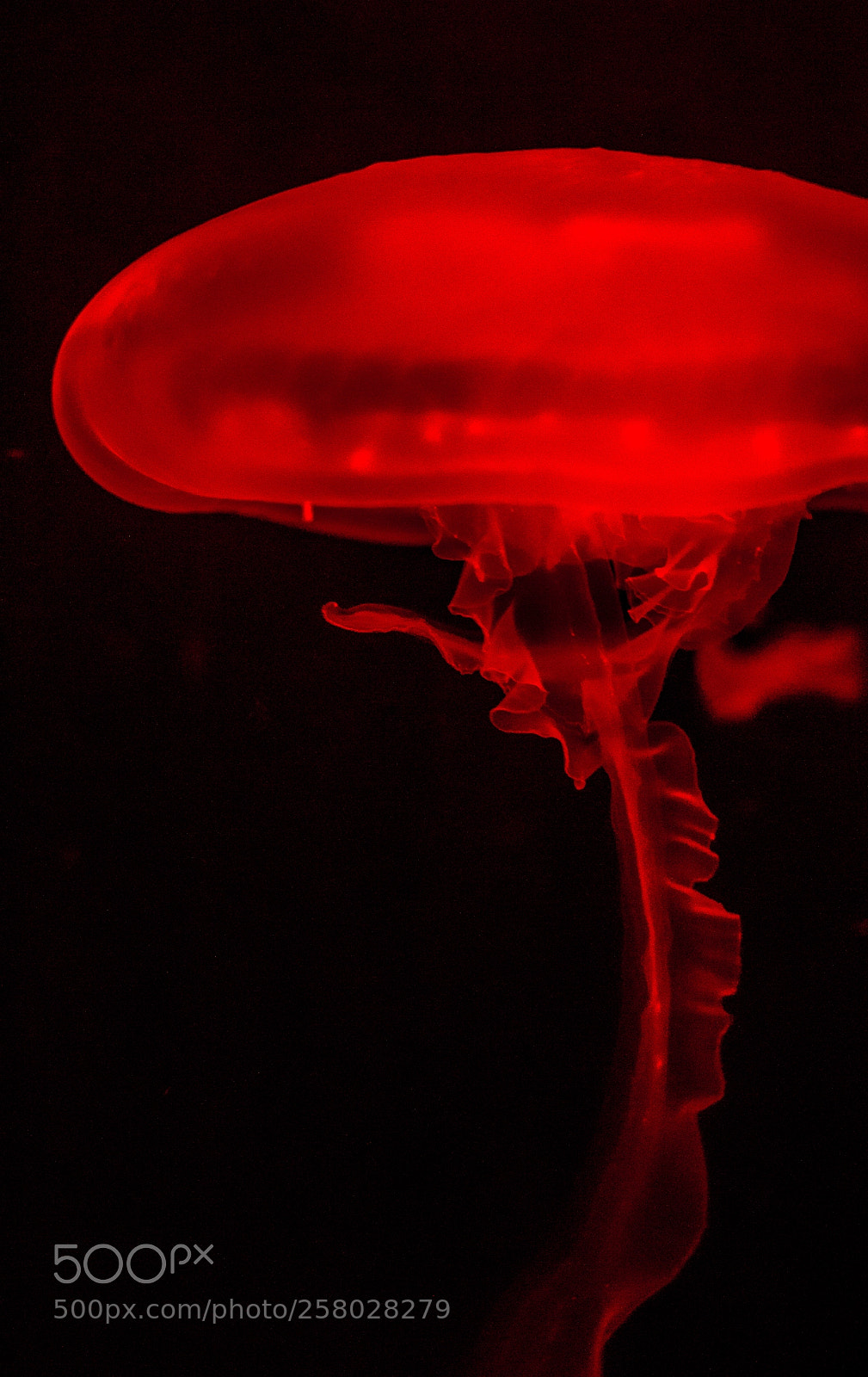 Canon EOS 700D (EOS Rebel T5i / EOS Kiss X7i) sample photo. Red vibrant jellyfish photography