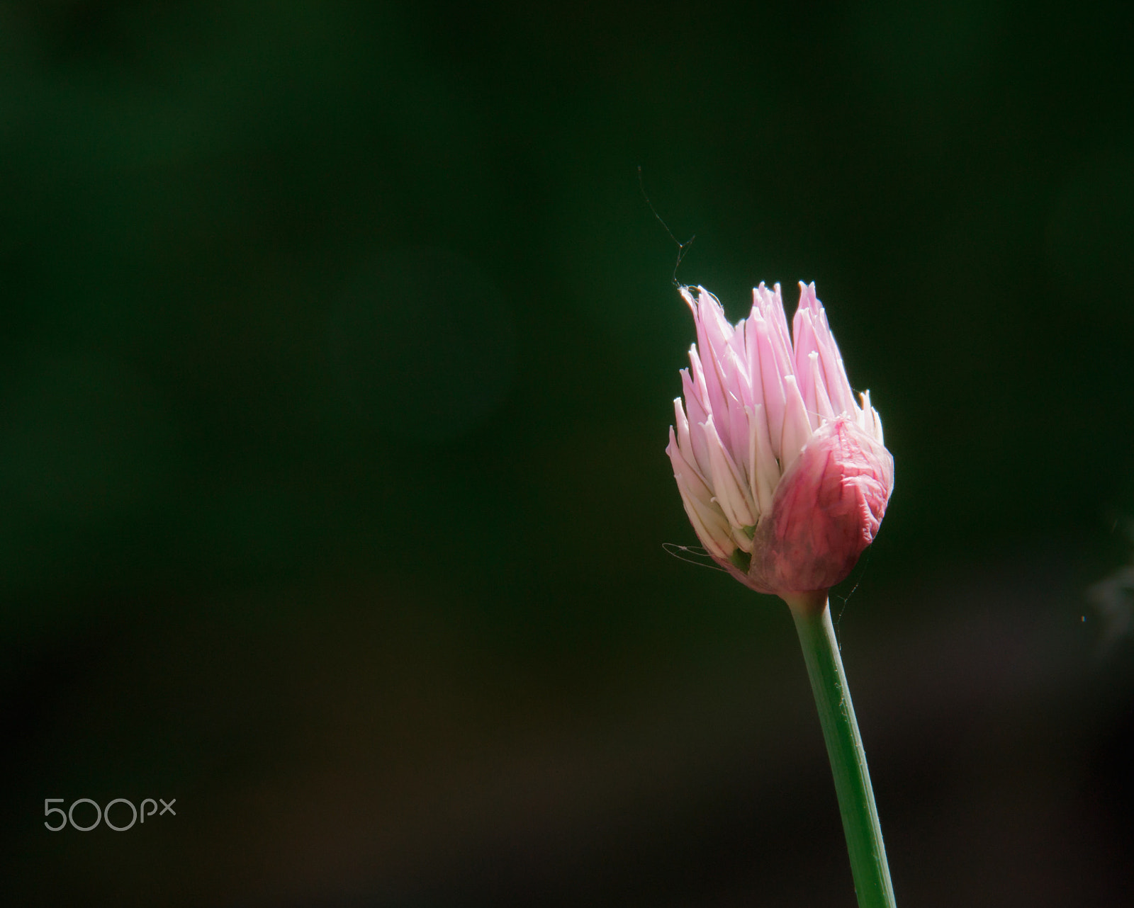Olympus PEN E-P2 sample photo. Chives flower photography