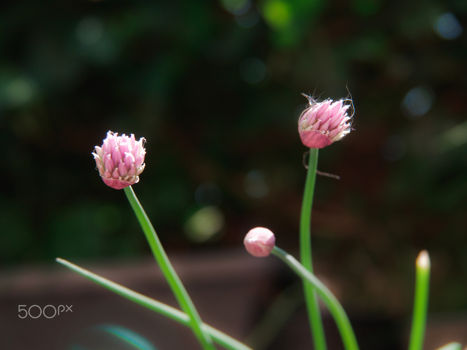 Olympus PEN E-P2 sample photo. Chives flowers photography