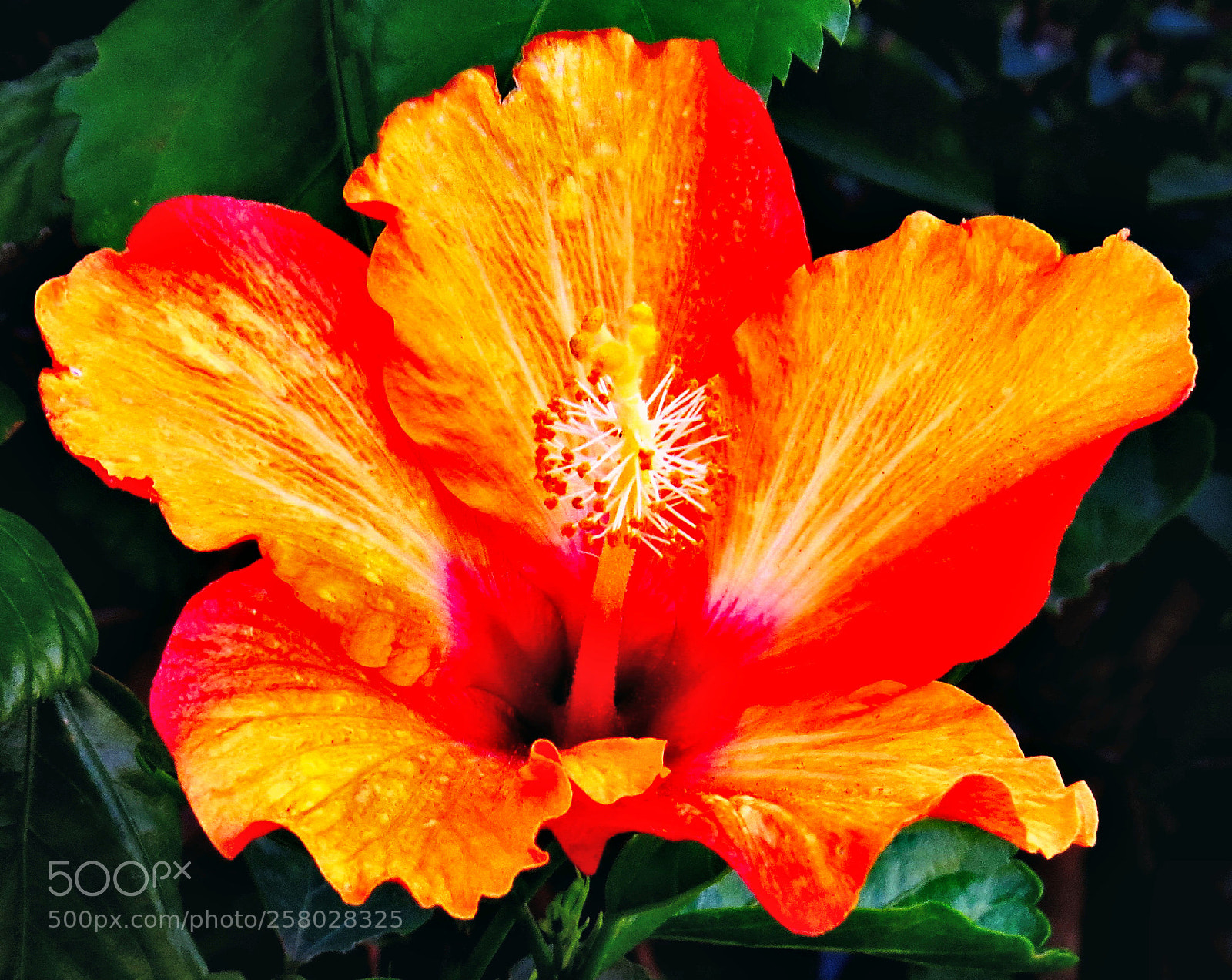 Canon PowerShot SX50 HS sample photo. A gold hibiscus photography