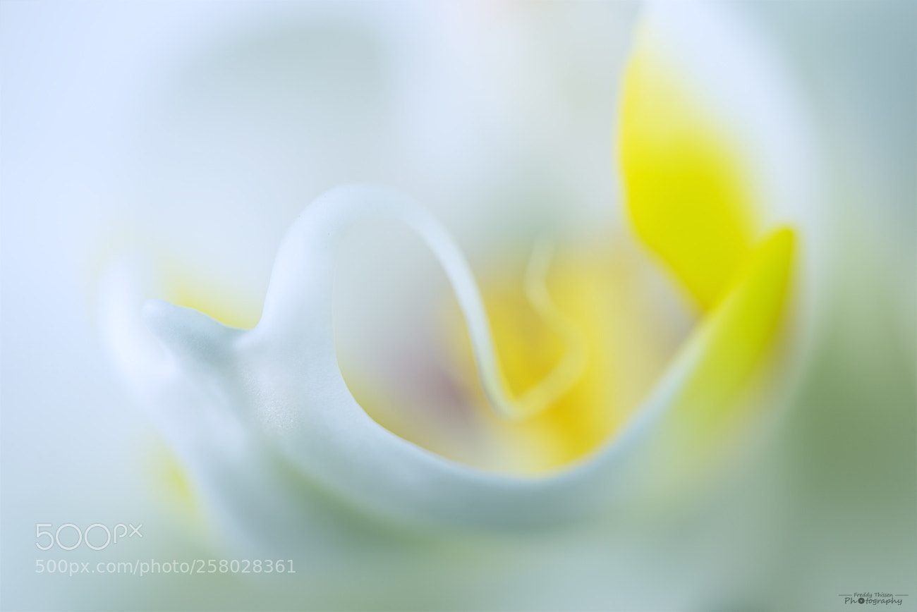 Nikon D600 sample photo. Orchid photography