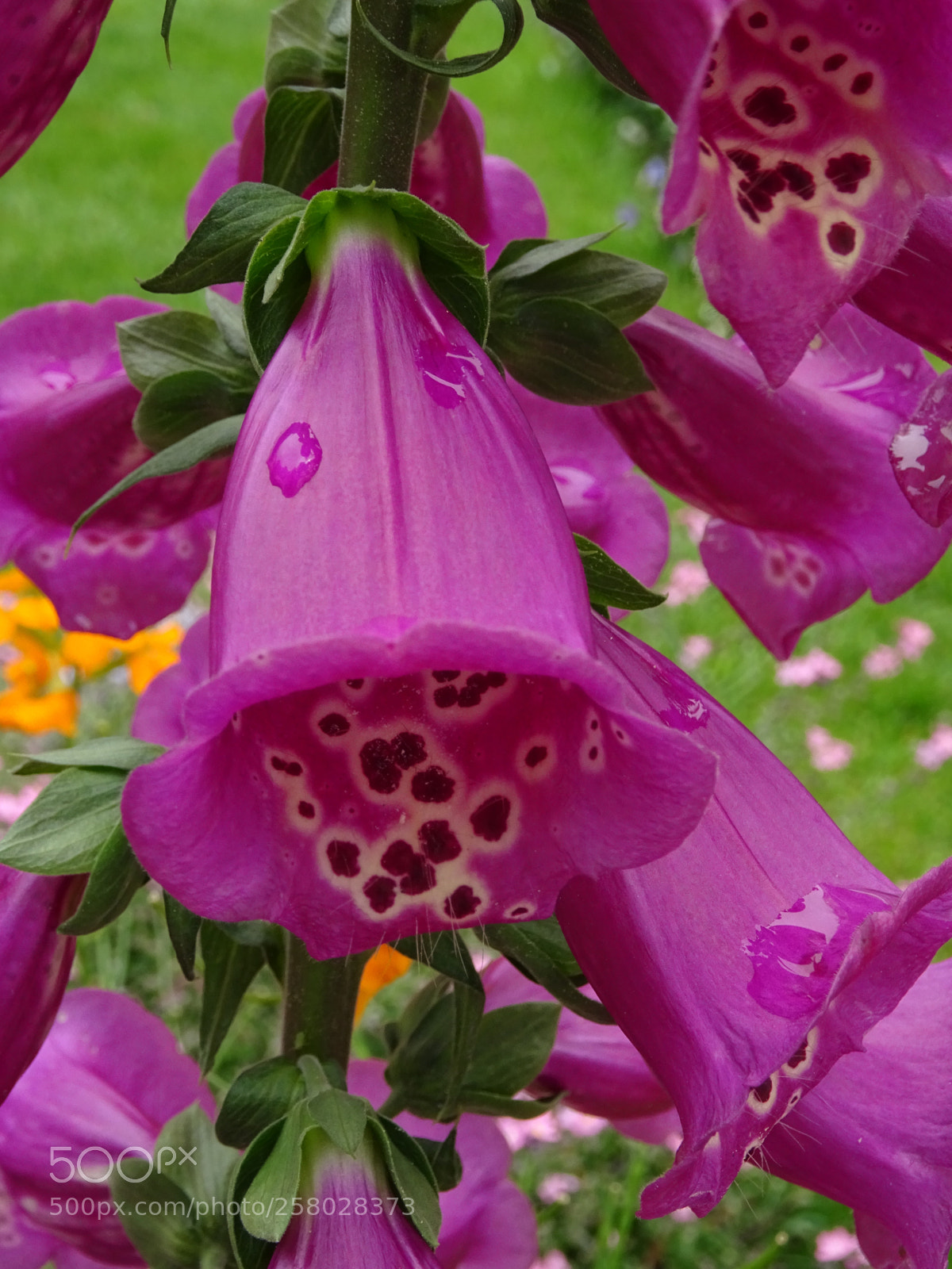 Sony DSC-HX60V sample photo. Foxglove photography