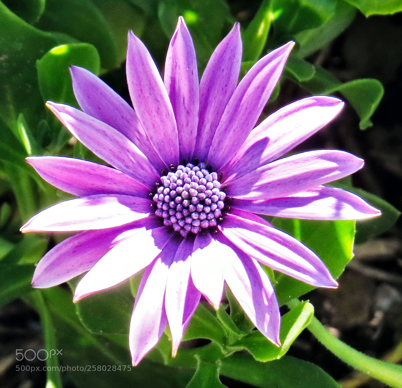 Canon PowerShot SX50 HS sample photo. Purple daisy flower photography