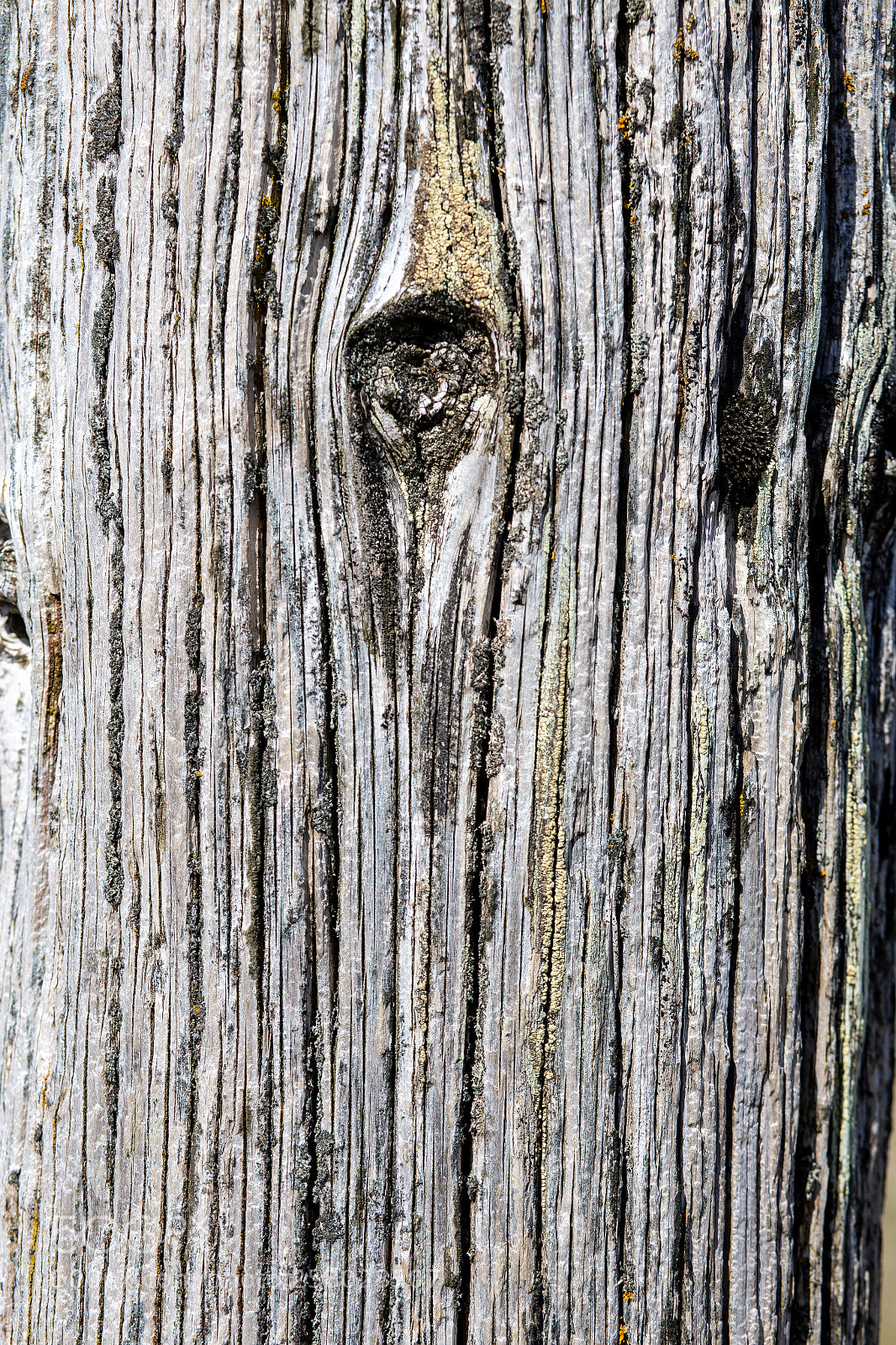 Canon EOS 6D sample photo. Woody photography