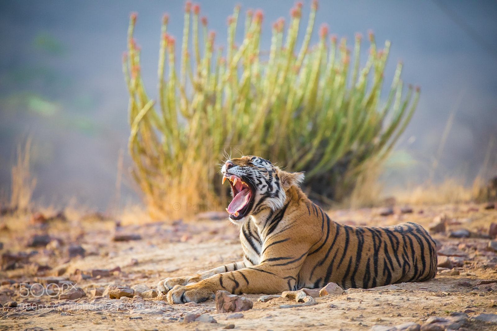 Canon EOS 5D Mark IV sample photo. Royal bengal tiger from photography