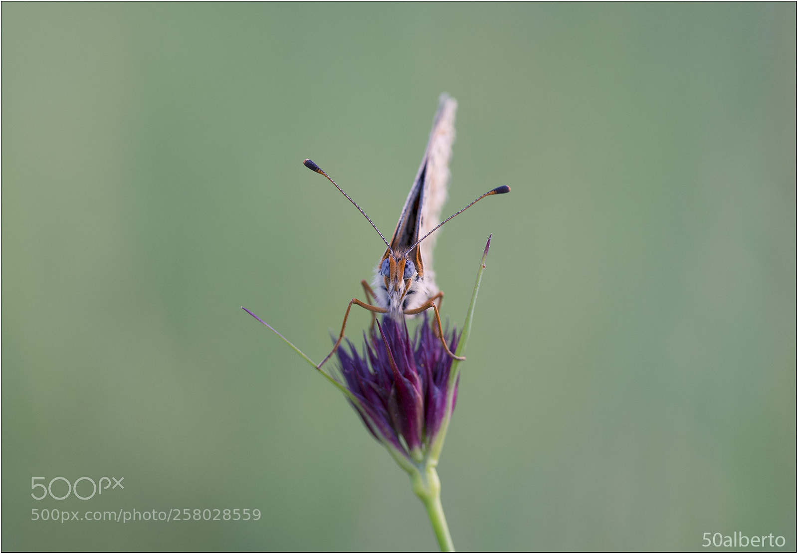 Nikon D610 sample photo. Melitaea 1 photography