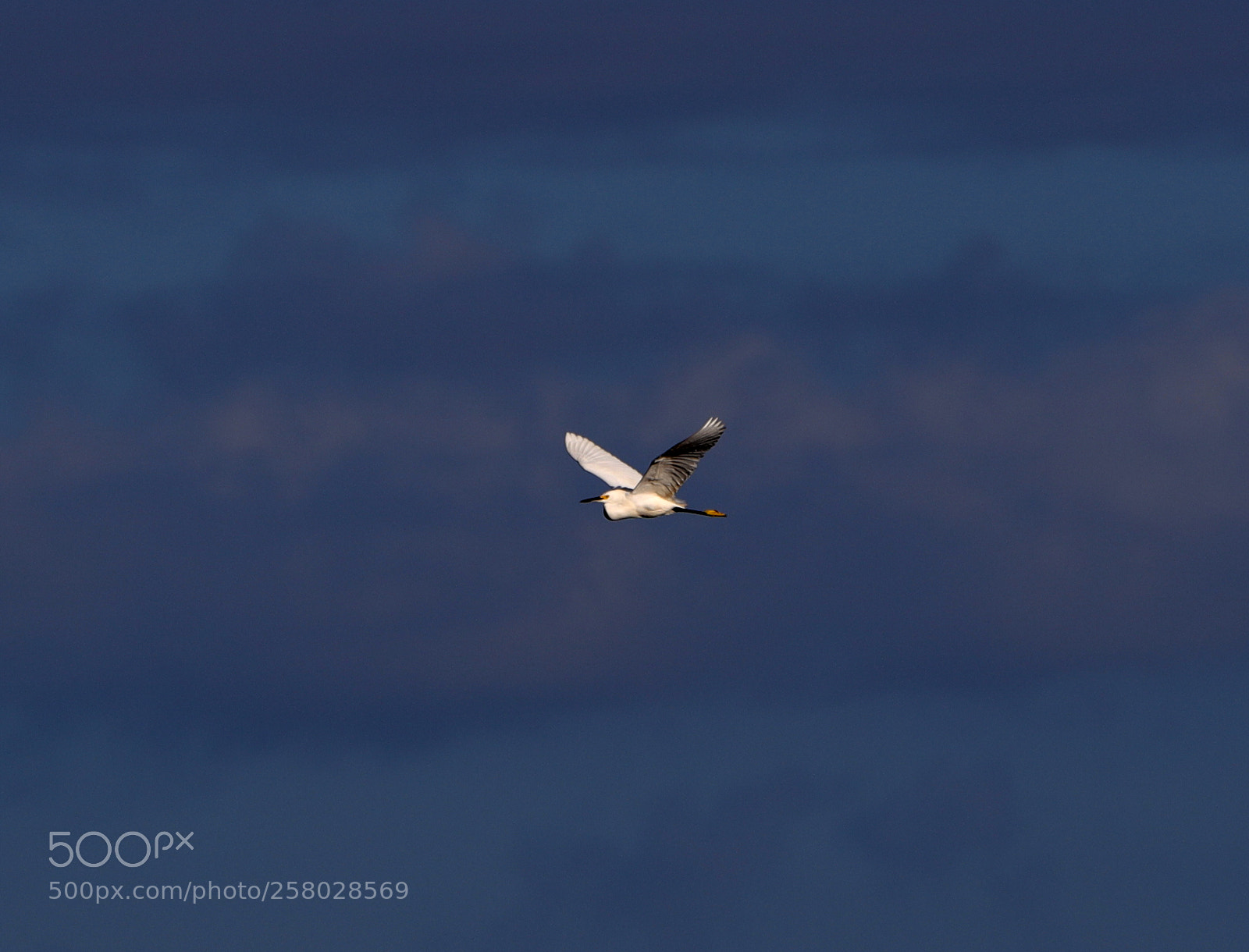 Canon EOS-1D X Mark II sample photo. 05-15-18-0017693.jpg photography