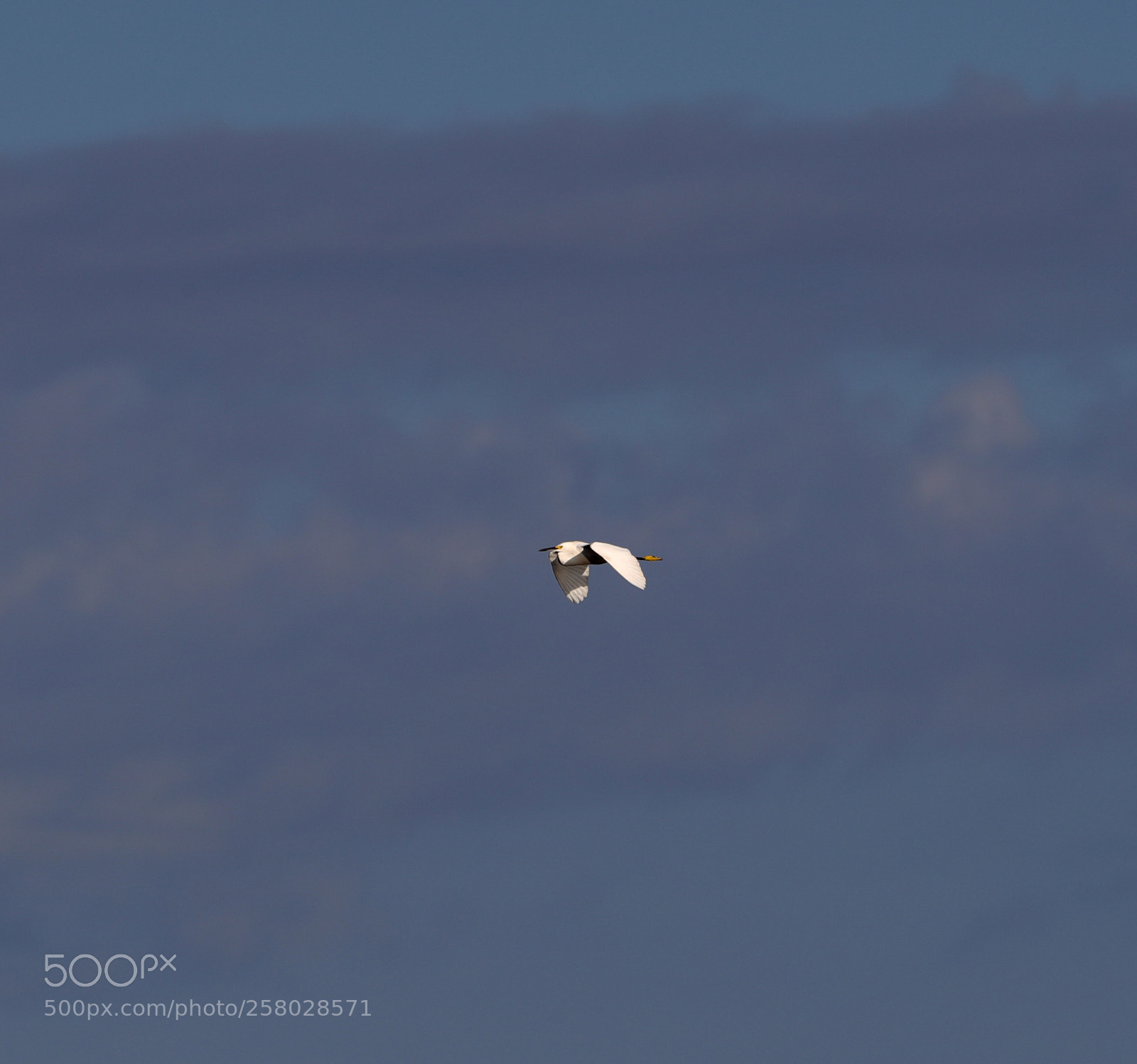 Canon EOS-1D X Mark II sample photo. 05-15-18-0017692.jpg photography