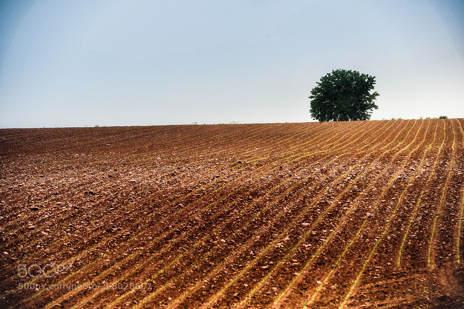 Nikon D610 sample photo. Lonely tree photography