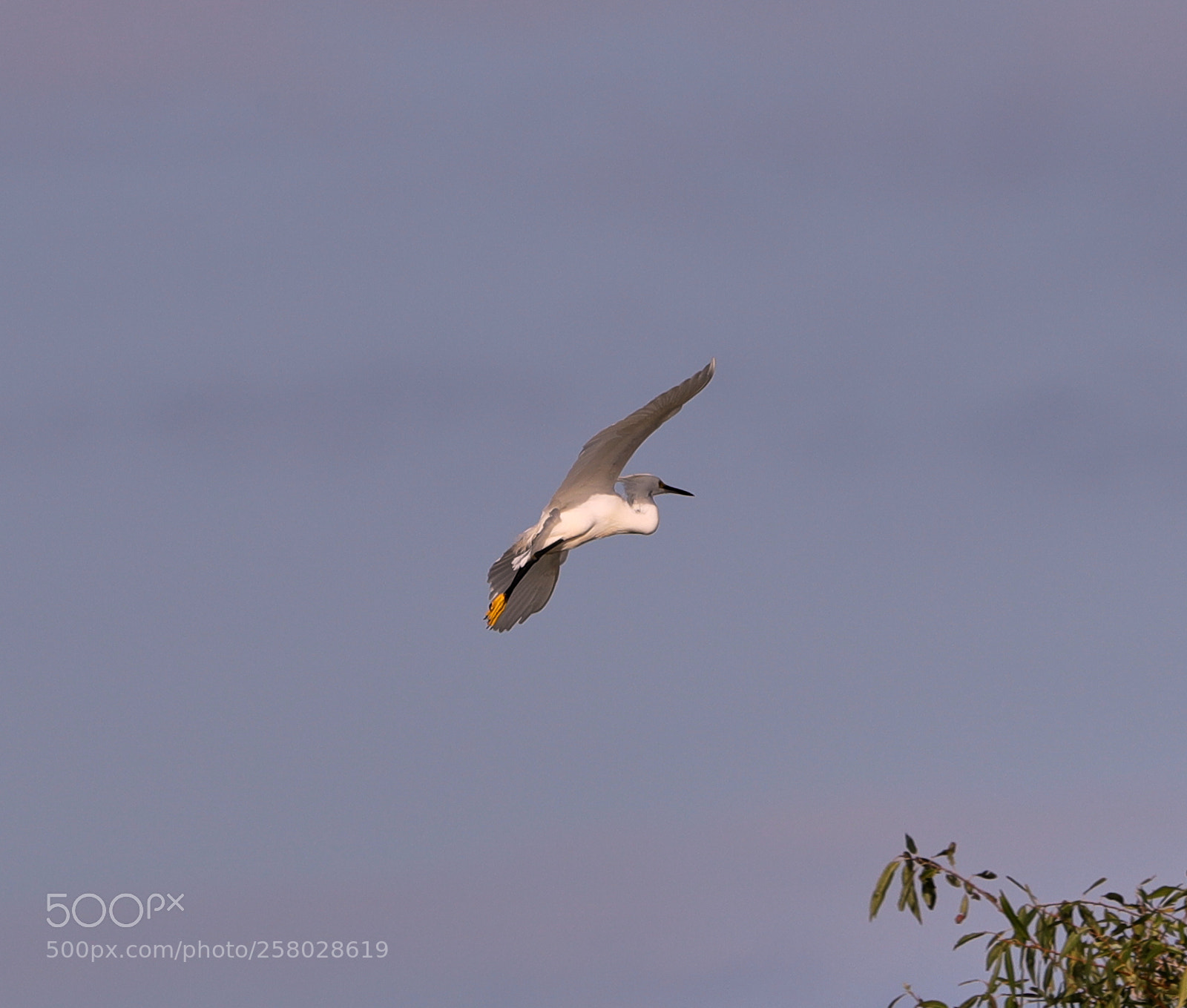 Canon EOS-1D X Mark II sample photo. 05-15-18-0017654.jpg photography