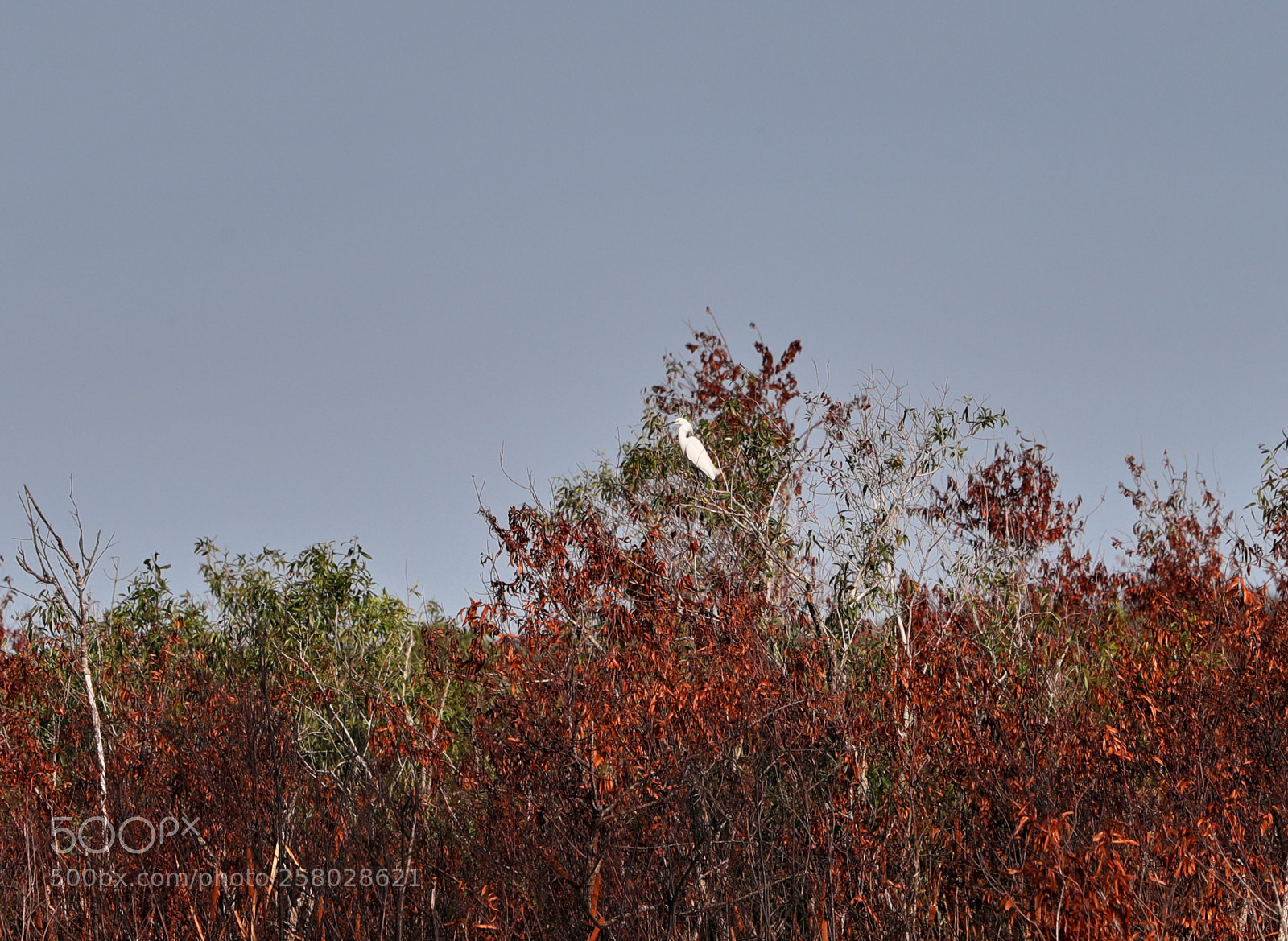Canon EOS-1D X Mark II sample photo. 05-15-18-0017691.jpg photography