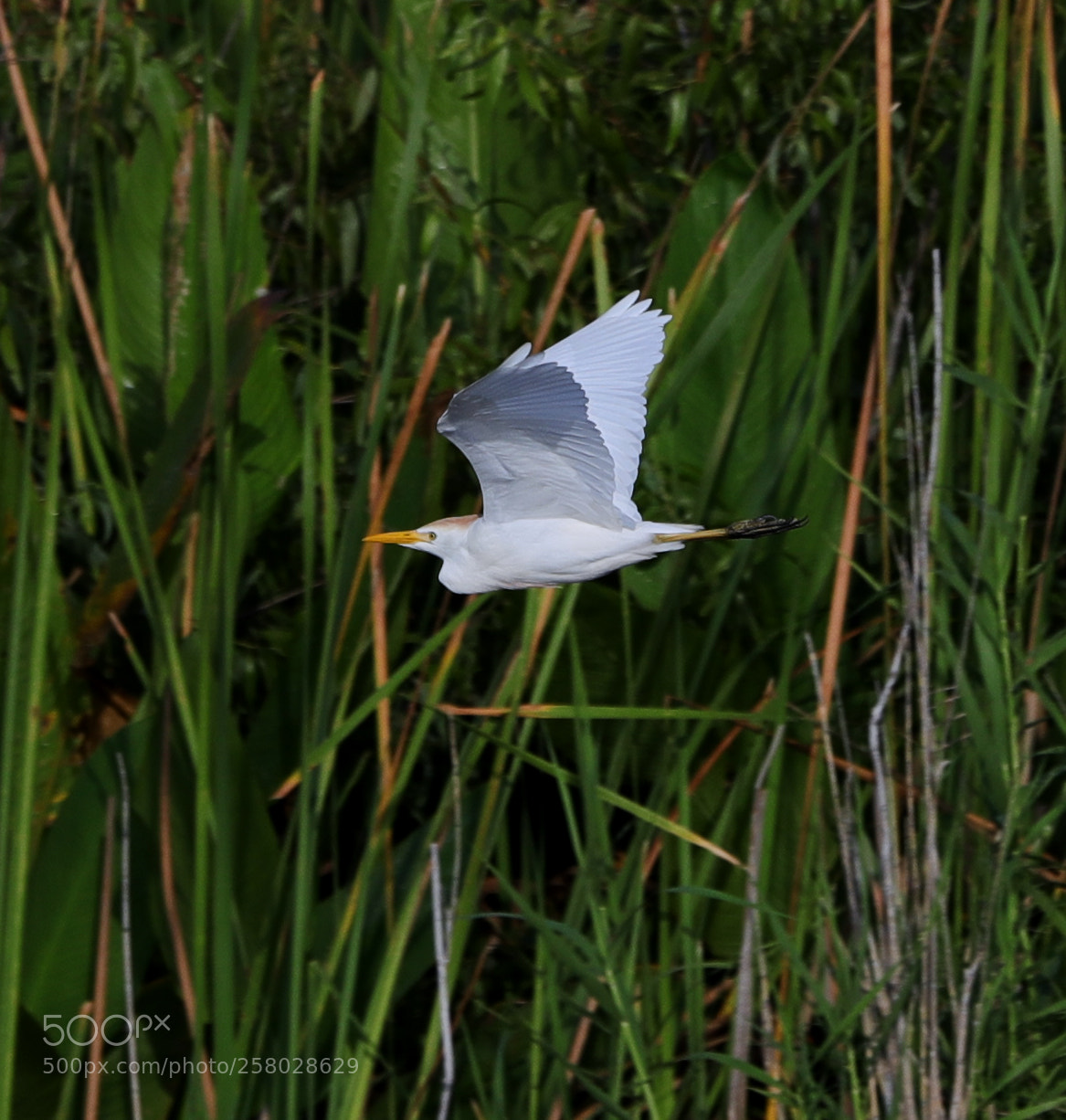 Canon EOS-1D X Mark II sample photo. 05-15-18-0017688 1.jpg photography