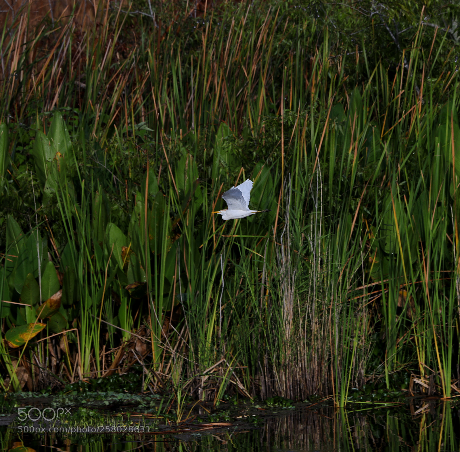 Canon EOS-1D X Mark II sample photo. 05-15-18-0017688.jpg photography