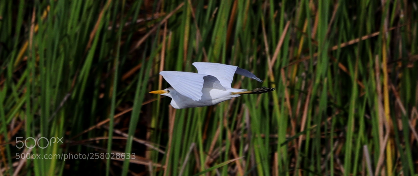 Canon EOS-1D X Mark II sample photo. 05-15-18-0017687 1.jpg photography