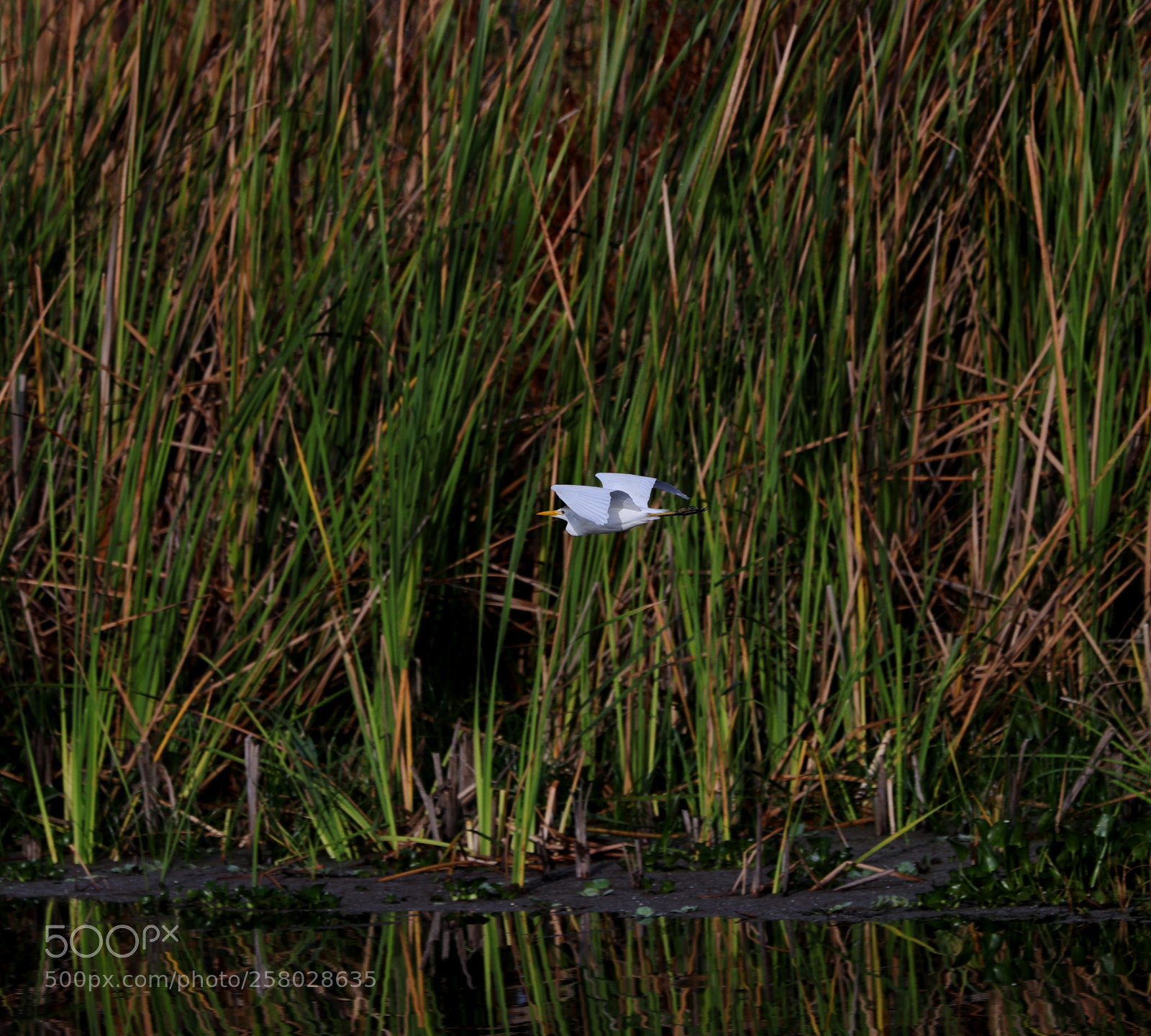 Canon EOS-1D X Mark II sample photo. 05-15-18-0017687.jpg photography