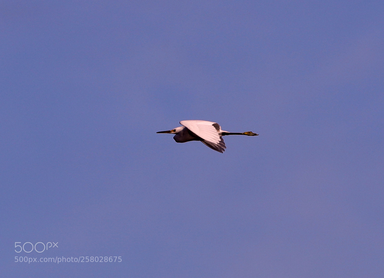Canon EOS-1D X Mark II sample photo. 05-15-18-0017686.jpg photography