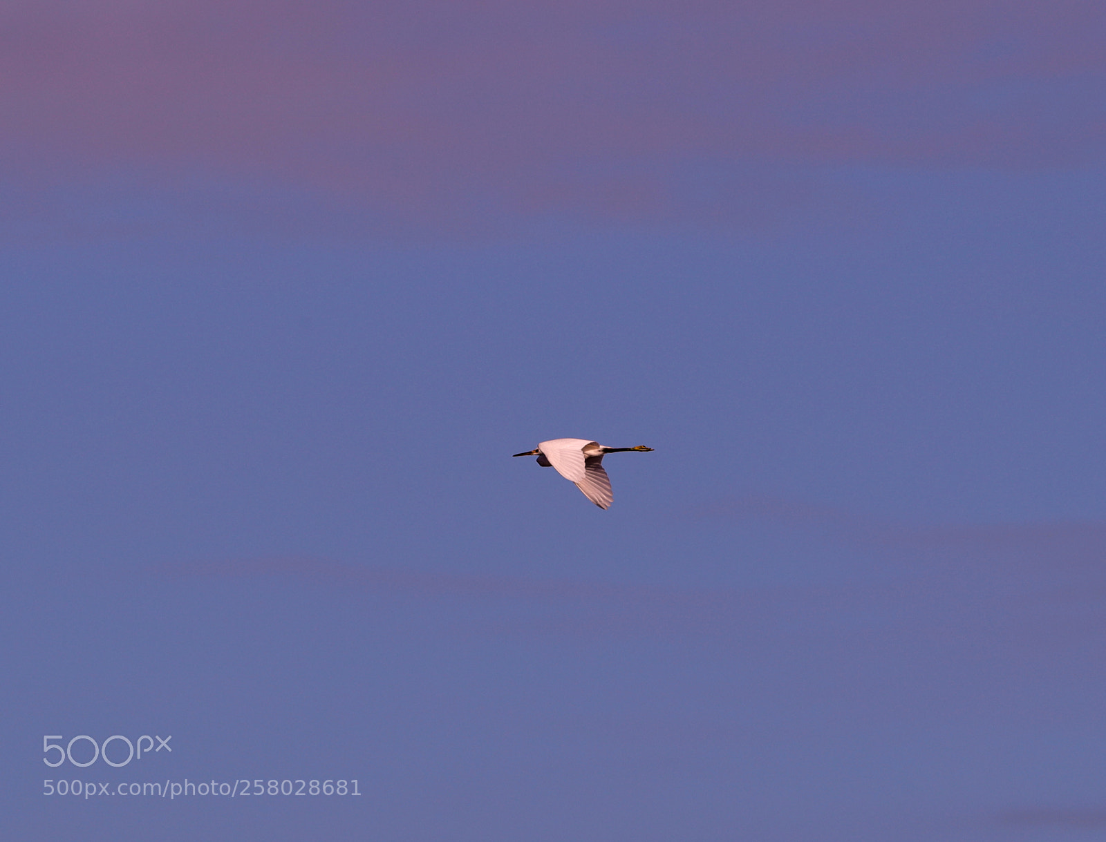 Canon EOS-1D X Mark II sample photo. 05-15-18-0017685.jpg photography