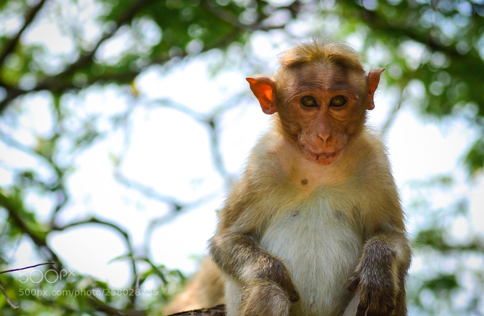 Nikon D3100 sample photo. Innocent !!! photography