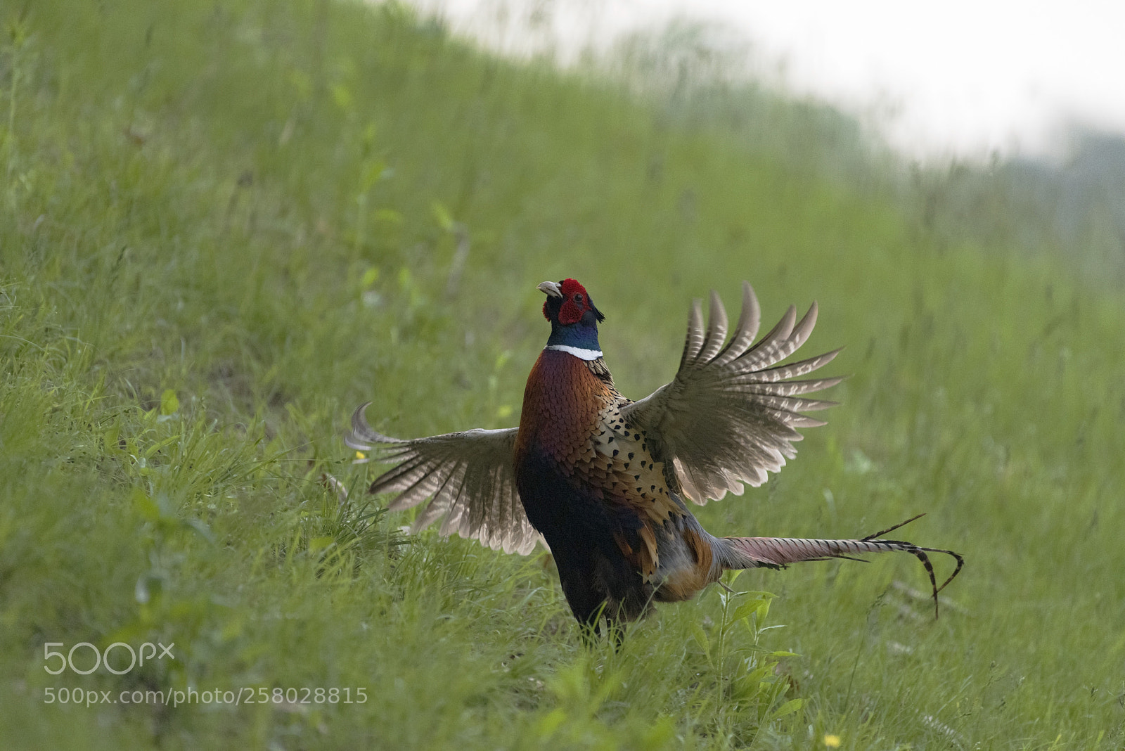 Nikon D810 sample photo. Pheasant photography