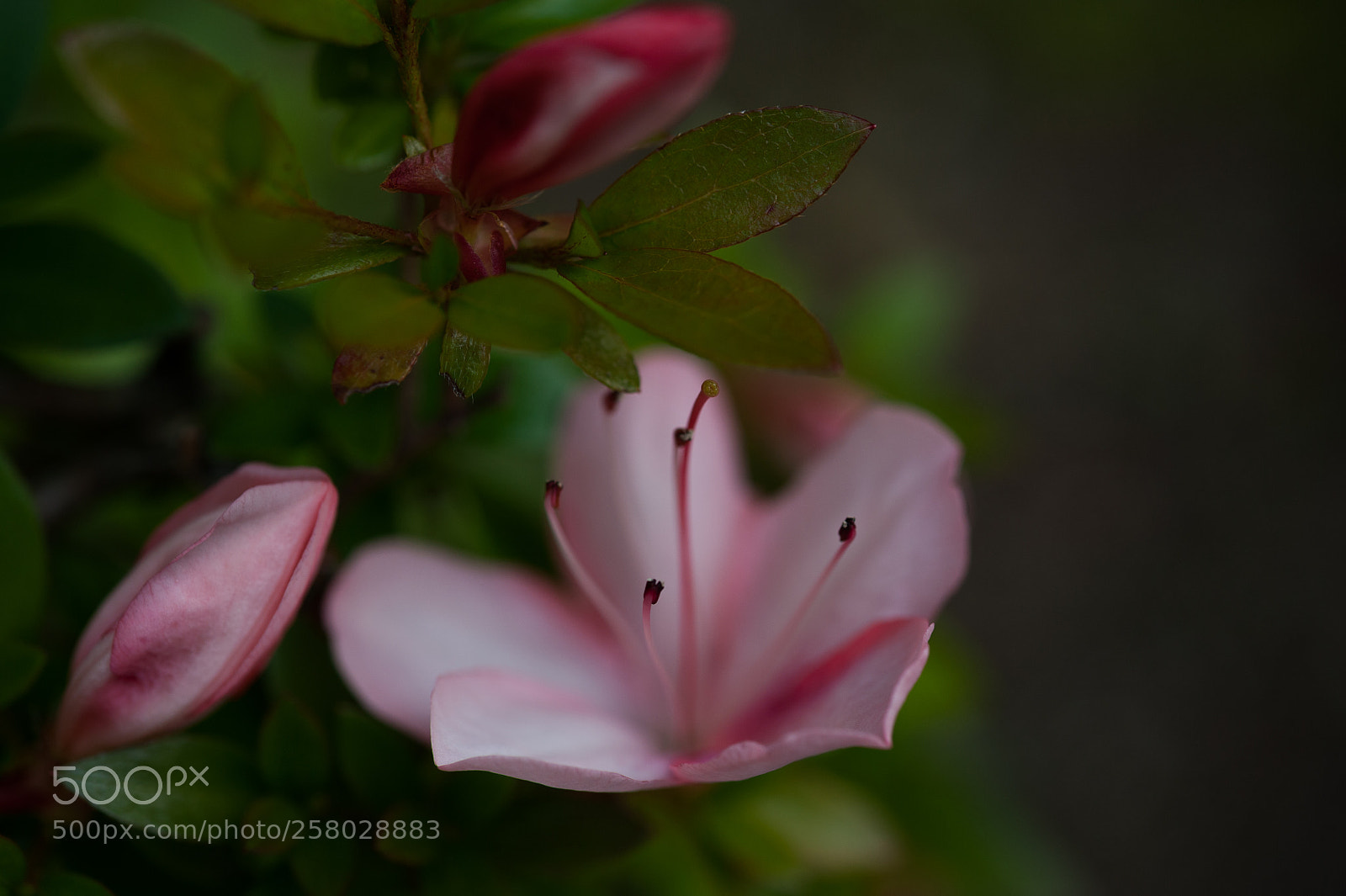Nikon D700 sample photo. Azalea #04 photography