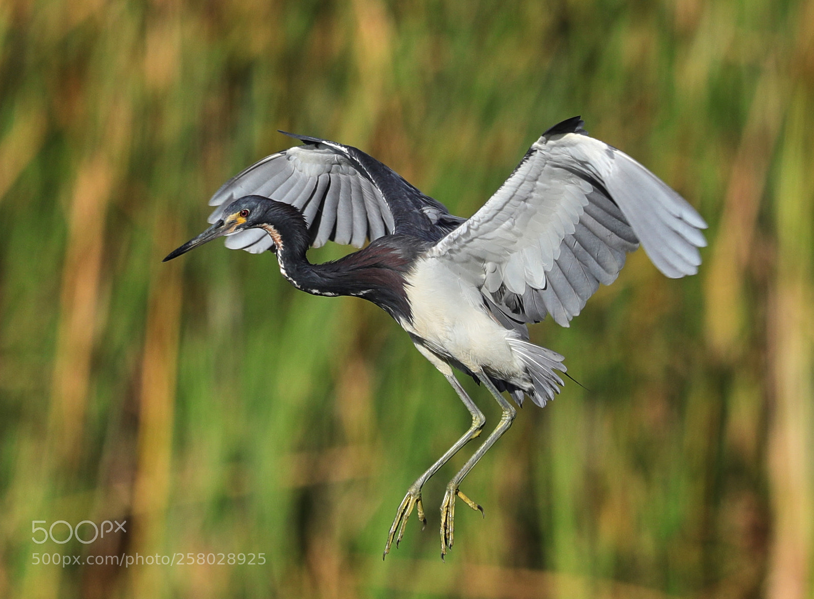 Canon EOS-1D X Mark II sample photo. 05-15-18-0017676.jpg photography