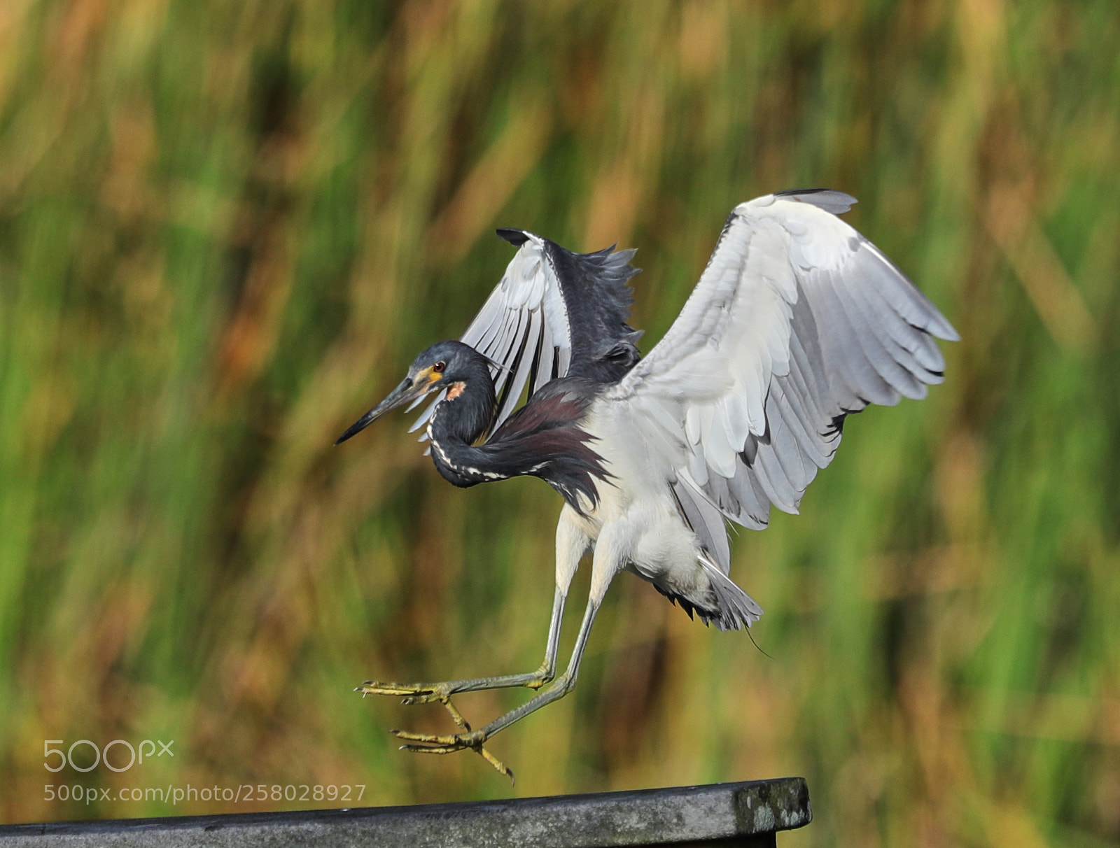 Canon EOS-1D X Mark II sample photo. 05-15-18-0017675.jpg photography
