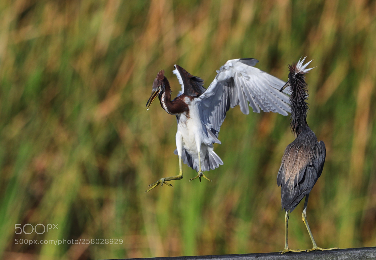 Canon EOS-1D X Mark II sample photo. 05-15-18-0017673.jpg photography