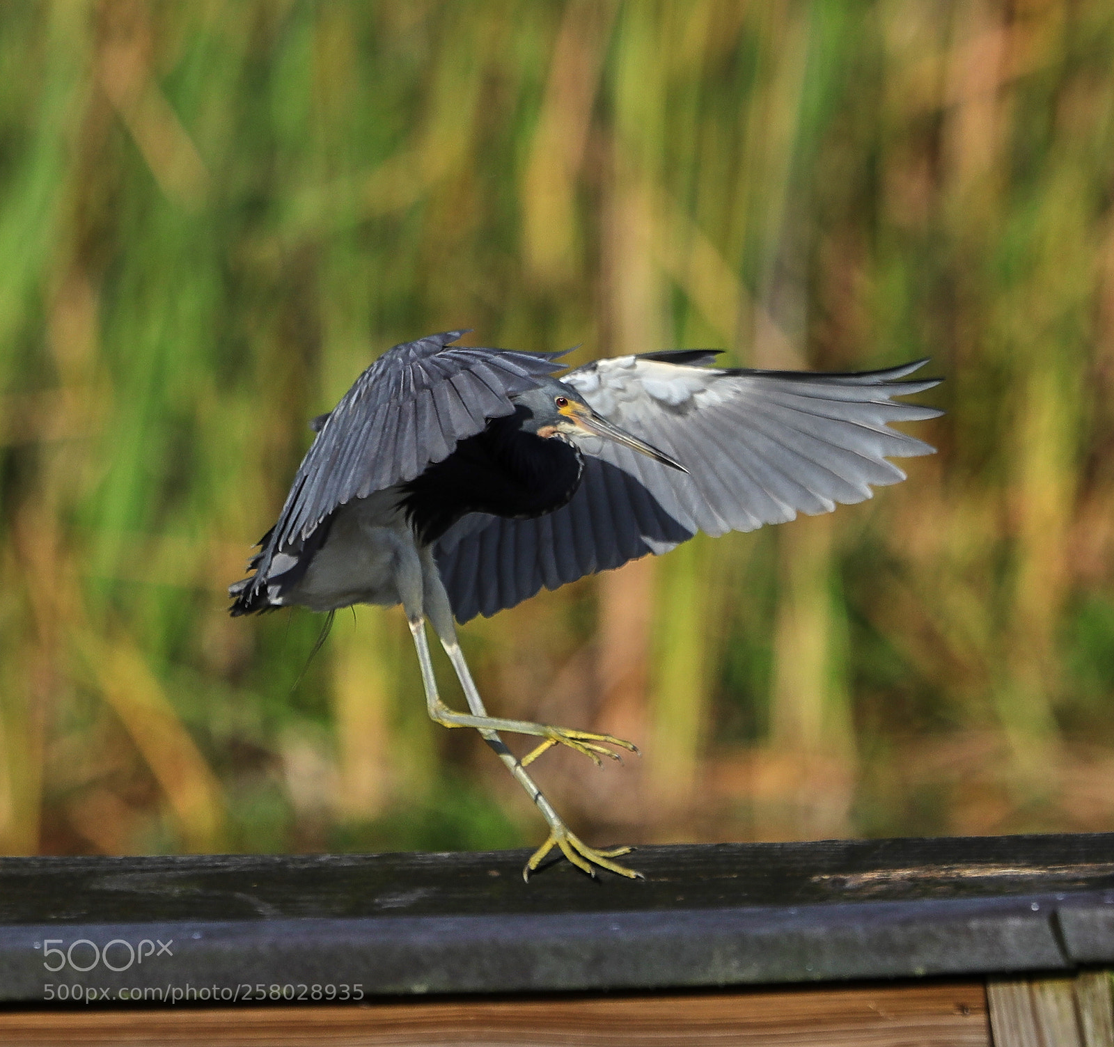 Canon EOS-1D X Mark II sample photo. 05-15-18-0017670 1.jpg photography