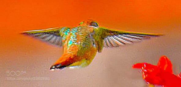Nikon D7200 sample photo. Hummingbird flying to a photography