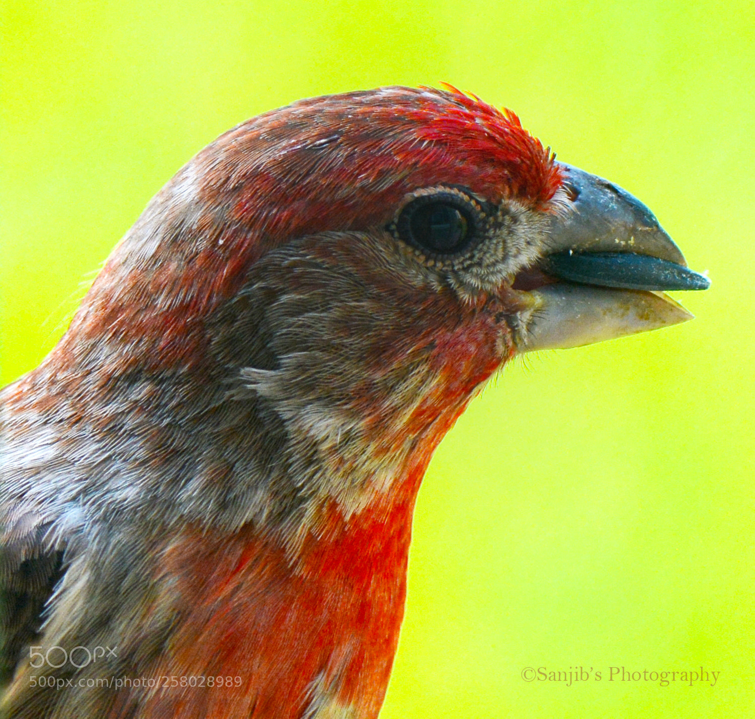 Nikon D7100 sample photo. Backyard bird photography