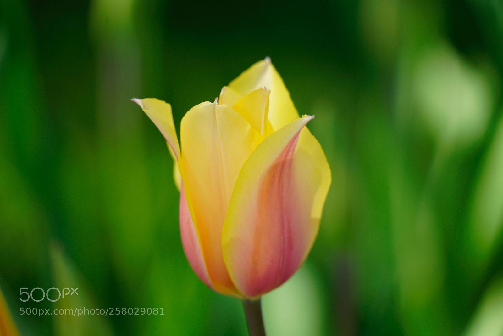 Sony a7R II sample photo. Tulip season 15 photography