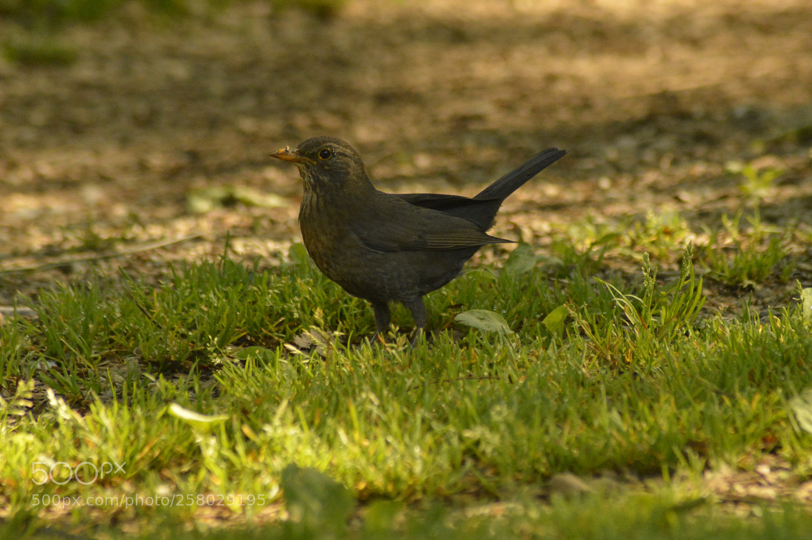 Nikon D3200 sample photo. Blackbird on the ground photography