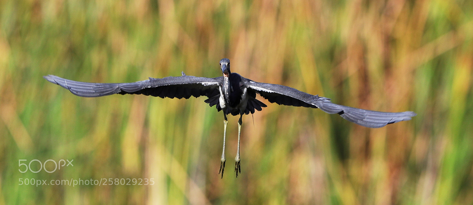 Canon EOS-1D X Mark II sample photo. 05-15-18-0017668.jpg photography