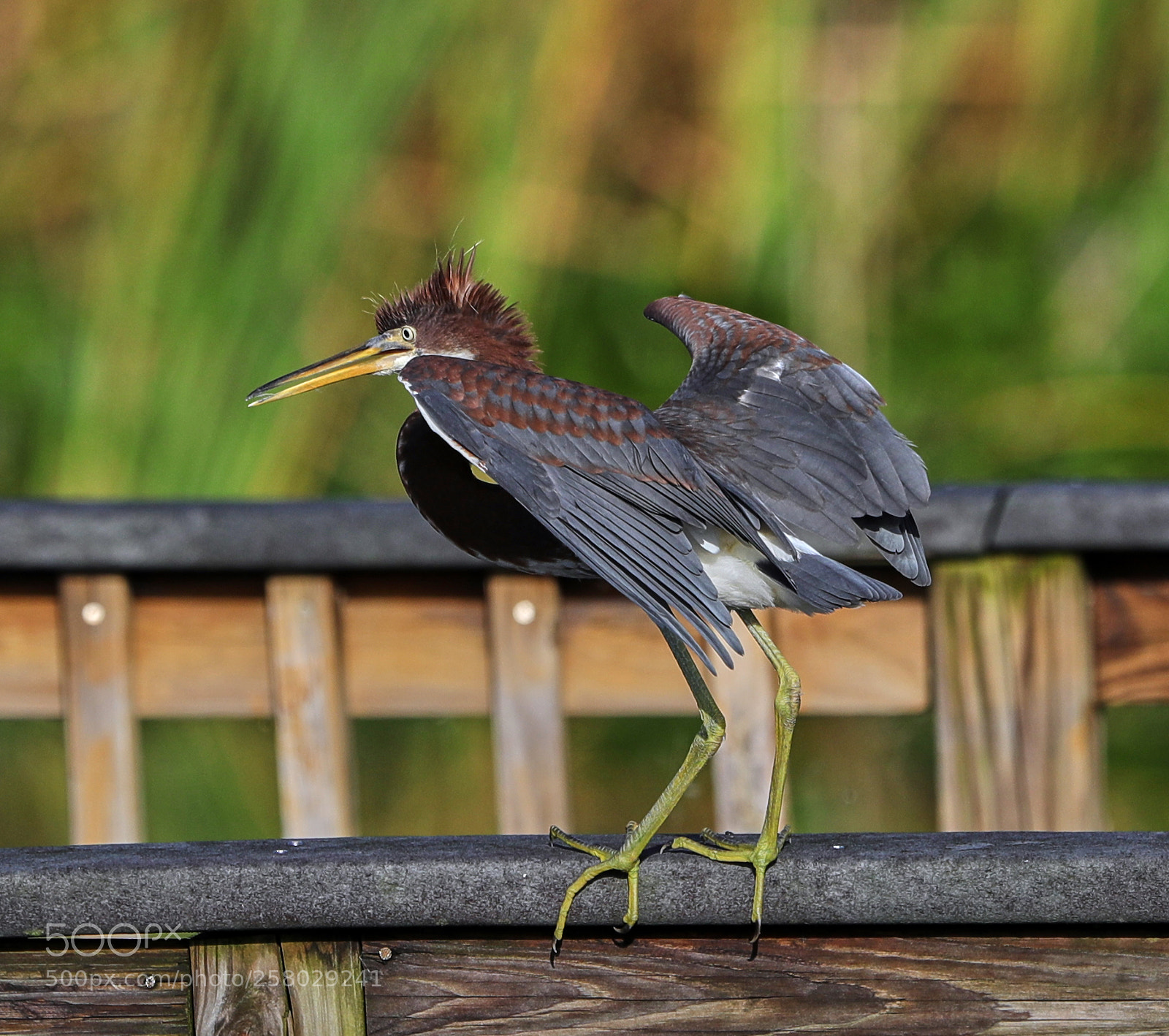 Canon EOS-1D X Mark II sample photo. 05-15-18-0017664.jpg photography