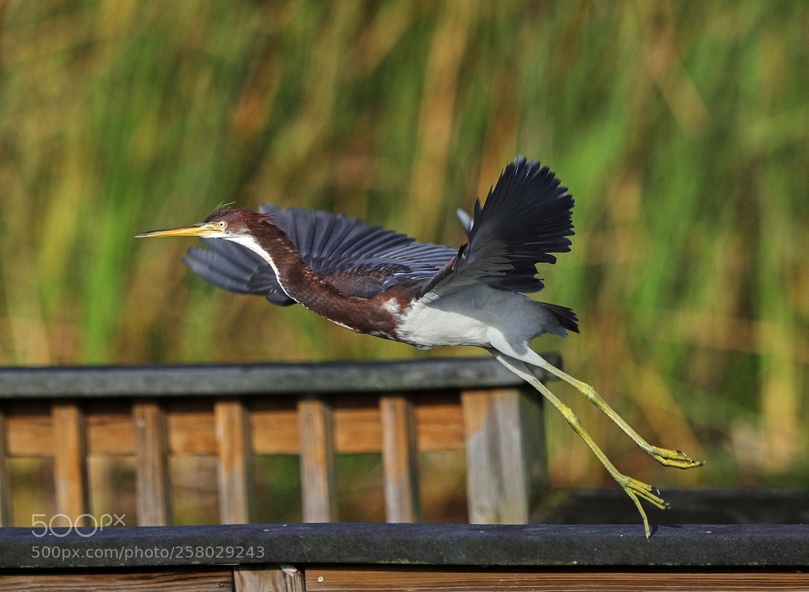 Canon EOS-1D X Mark II sample photo. 05-15-18-0017659.jpg photography