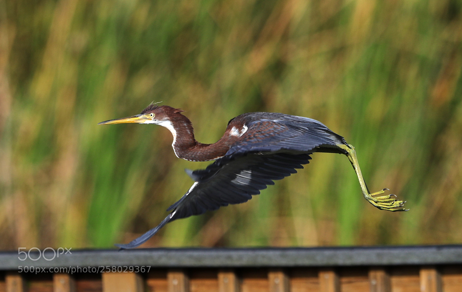 Canon EOS-1D X Mark II sample photo. 05-15-18-0017658.jpg photography