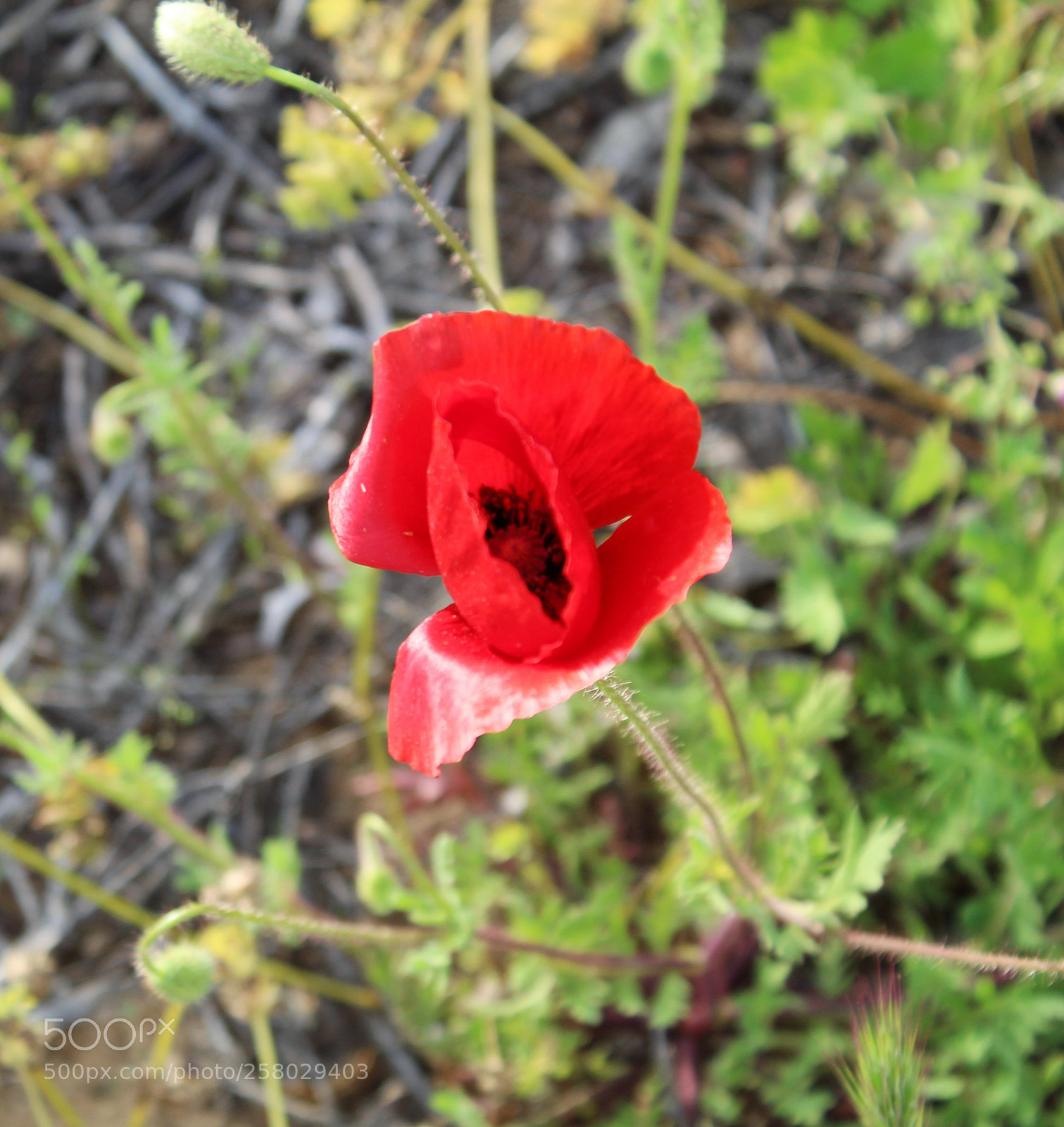 Canon EOS 1300D (EOS Rebel T6 / EOS Kiss X80) sample photo. Img photography