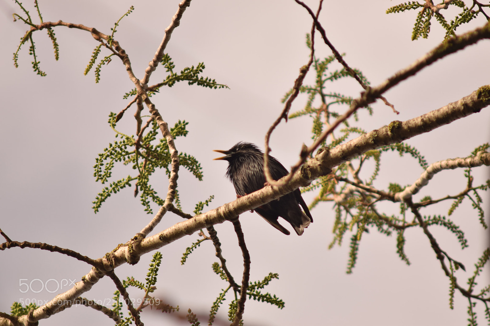 Nikon D3300 sample photo. The black bird photography